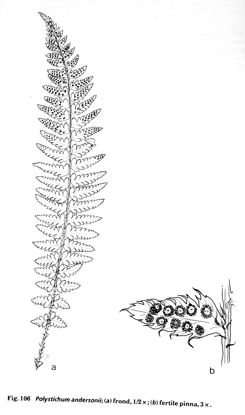 lady fern coloring pages - photo #29