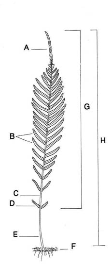 Frond Parts