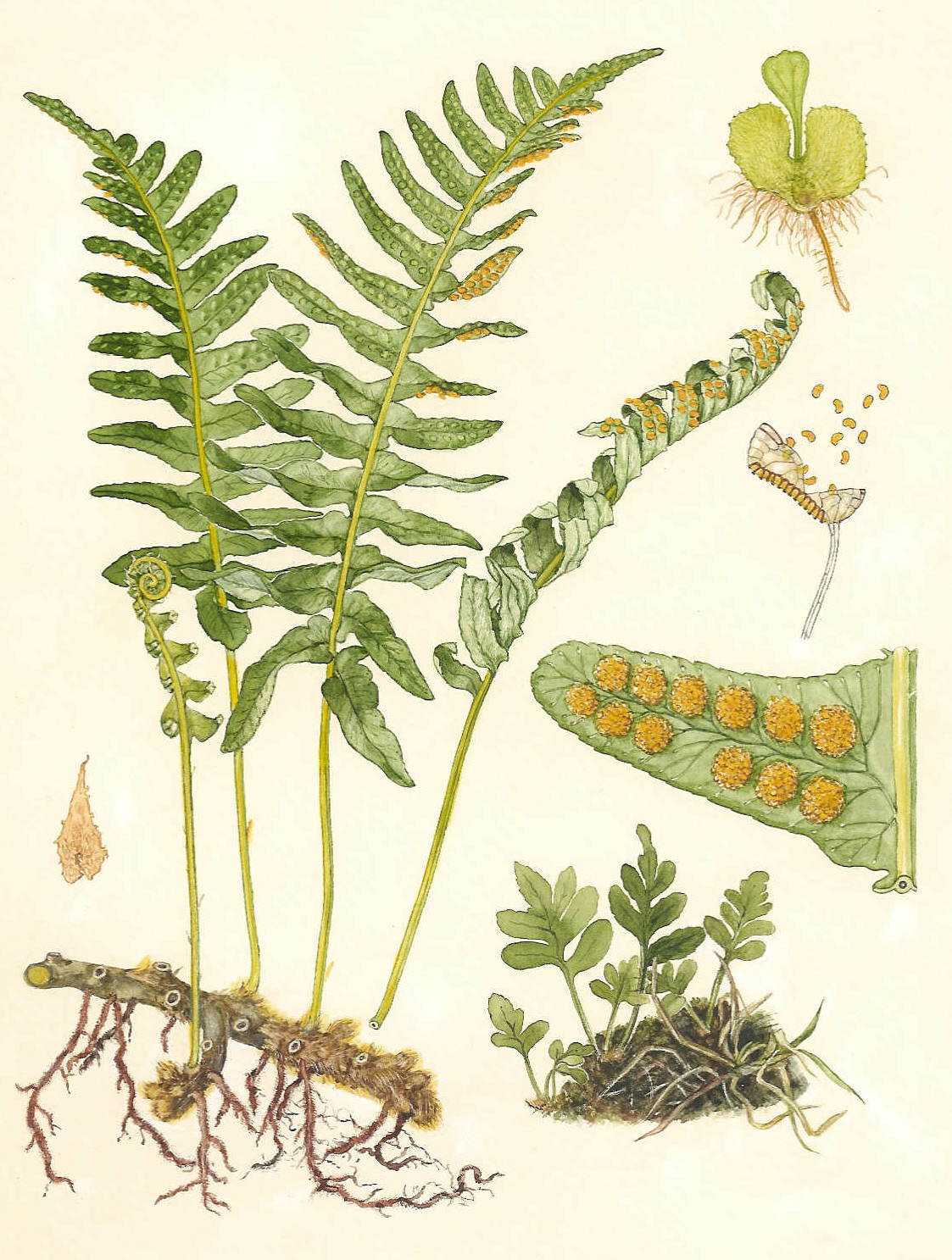 Phlebodium aureum - Wikipedia