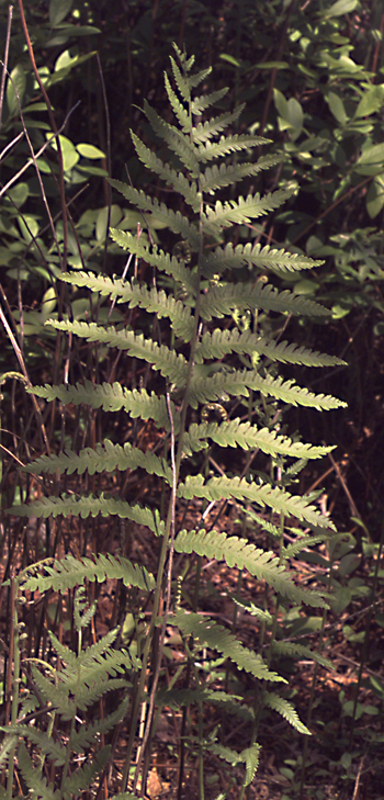 Woodwardia virginica frond