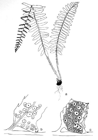 Polystichum acrostichoides