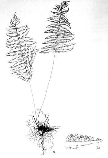 Thelypteris palustris