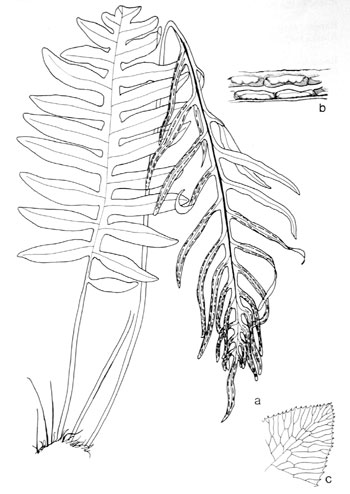 Woodwardia areolata