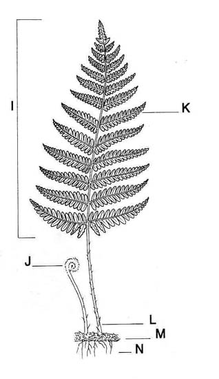 Frond Parts
