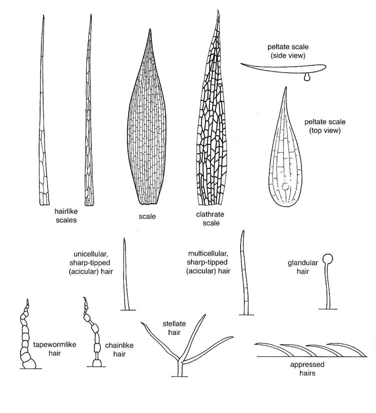 Scales and Hairs