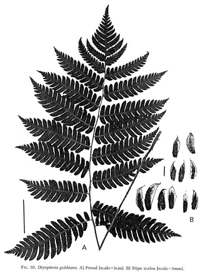 Dryopteris goldiana