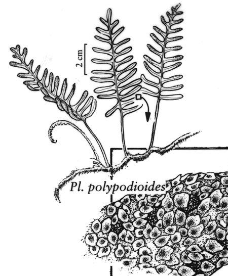 Pleopeltis 