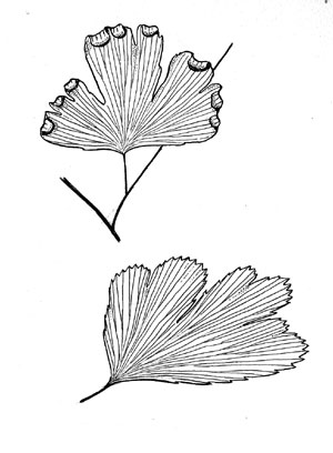 Adiantum capillus-veneris
