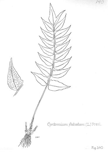 Cyrtomium falcatum