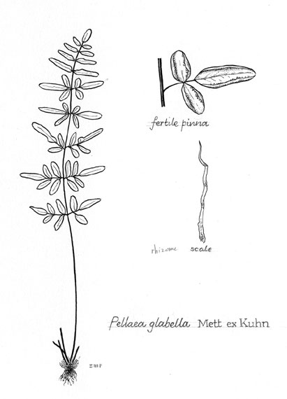 Pellaea glabella