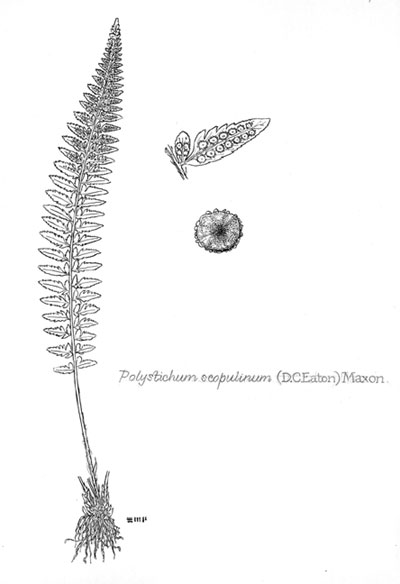 Polystichum scopulinum