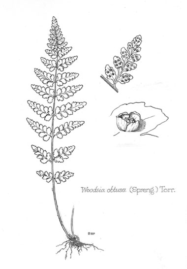 Woodsia obtusa
