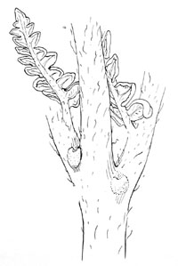 Pteridium aquilinum nectaries