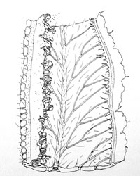 Pteridium aquilinum sori and venation 