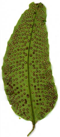Cyrtomium macrophyllum