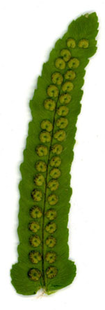 Dryopteris tokyoensis pinna