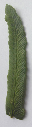 Dryopteris tokyoensis venation